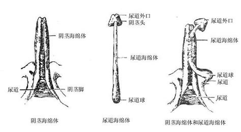 男生的龜頭|人體解剖學/男性生殖器